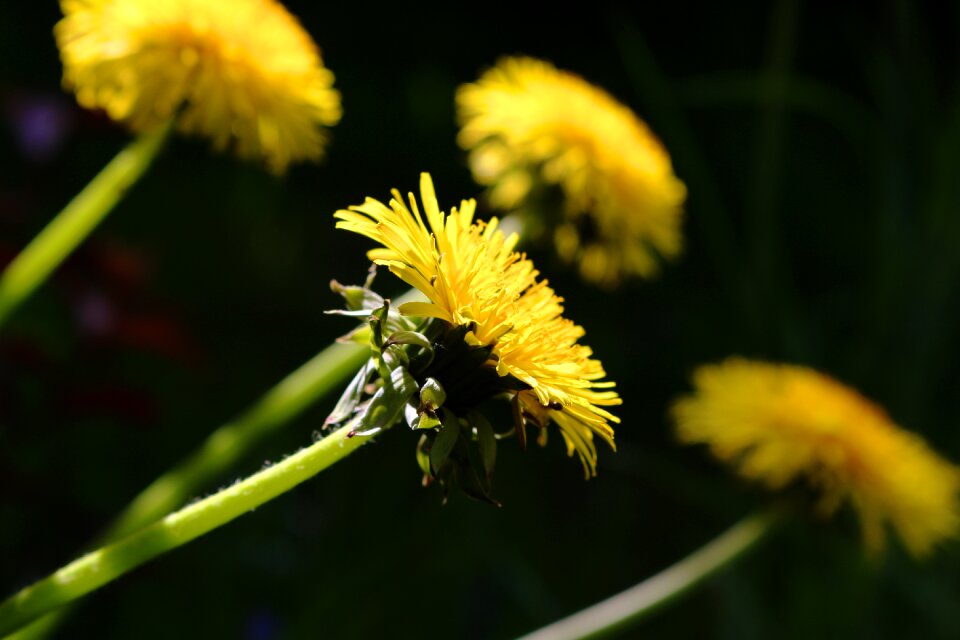 Dandelion summer close up
