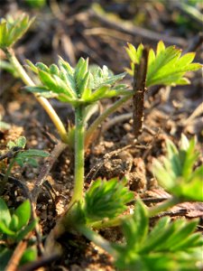 Grundblätter vom Silber-Fingerkraut (Potentilla argentea) in Hockenheim