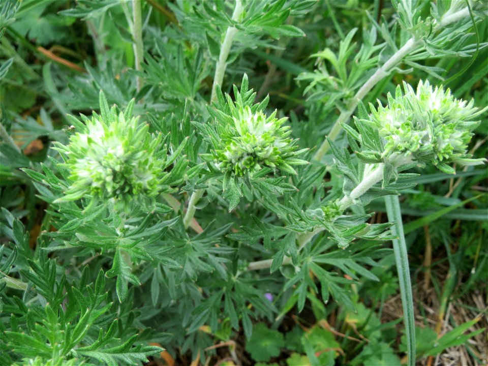Silber-Fingerkraut (Potentilla argentea) am Kraichbachdamm im Landschaftsschutzgebiet „Hockenheimer Rheinbogen“ noch vor der Blüte aber deutlich an den unterseitig silbrigen Blättern zu erkennen