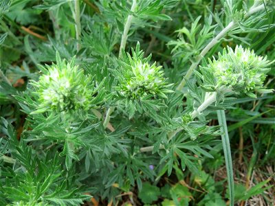 Silber-Fingerkraut (Potentilla argentea) am Kraichbachdamm im Landschaftsschutzgebiet „Hockenheimer Rheinbogen“ noch vor der Blüte aber deutlich an den unterseitig silbrigen Blättern zu erkennen
