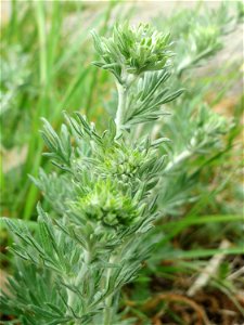 Silber-Fingerkraut (Potentilla argentea) am Kraichbachdamm im Landschaftsschutzgebiet „Hockenheimer Rheinbogen“ noch vor der Blüte aber deutlich an den unterseitig silbrigen Blättern zu erkennen