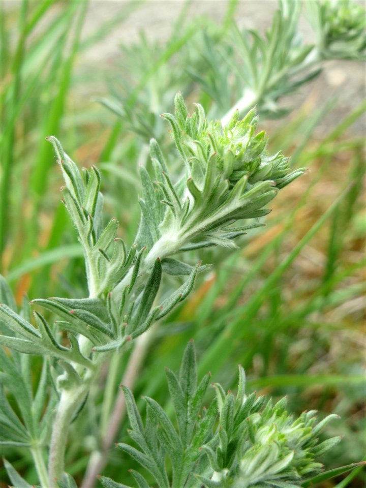 Silber-Fingerkraut (Potentilla argentea) am Kraichbachdamm im Landschaftsschutzgebiet „Hockenheimer Rheinbogen“ noch vor der Blüte aber deutlich an den unterseitig silbrigen Blättern zu erkennen