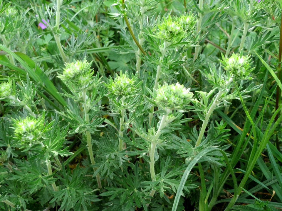 Silber-Fingerkraut (Potentilla argentea) am Kraichbachdamm im Landschaftsschutzgebiet „Hockenheimer Rheinbogen“ noch vor der Blüte aber deutlich an den unterseitig silbrigen Blättern zu erkennen