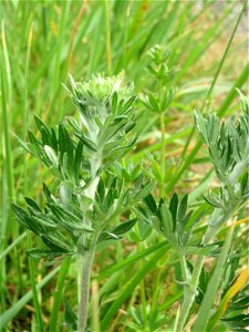 Silber-Fingerkraut (Potentilla argentea) am Kraichbachdamm im Landschaftsschutzgebiet „Hockenheimer Rheinbogen“ noch vor der Blüte aber deutlich an den unterseitig silbrigen Blättern zu erkennen