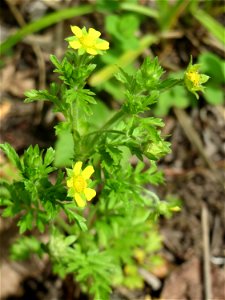 Niedriges Fingerkraut (Potentilla supina) im Naturschutzgebiet „St. Arnualer Wiesen“