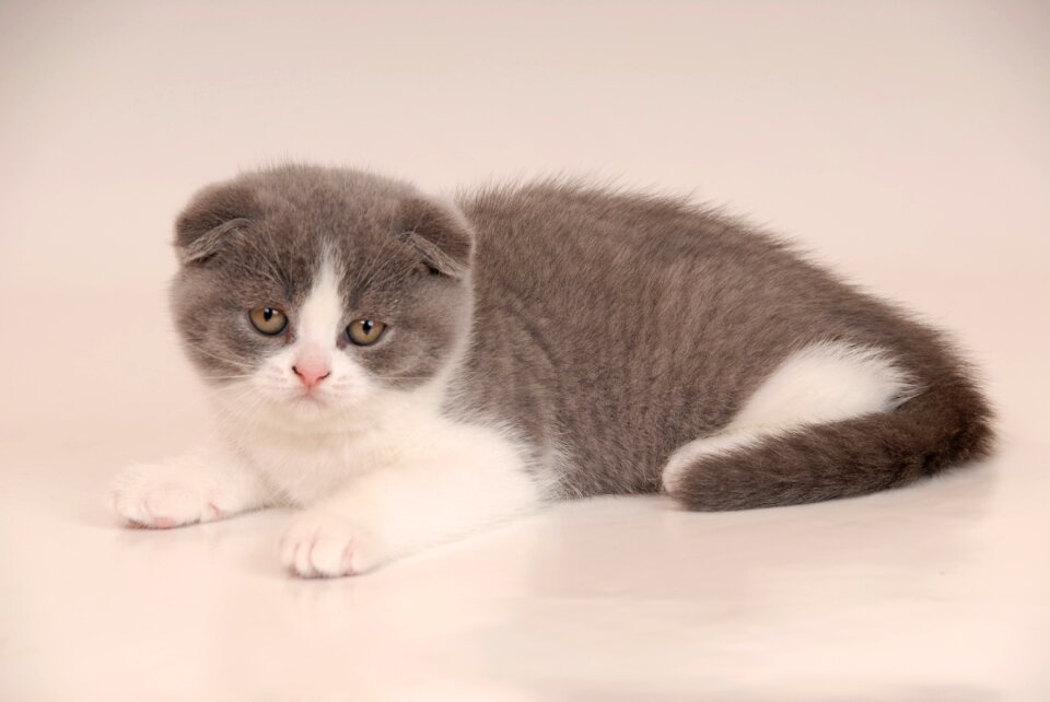 Fold blue white kittens