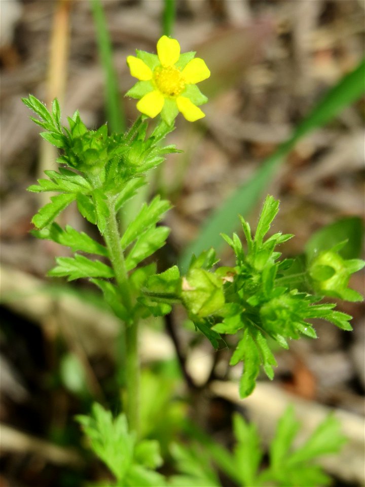 Niedriges Fingerkraut (Potentilla supina) im Naturschutzgebiet „St. Arnualer Wiesen“