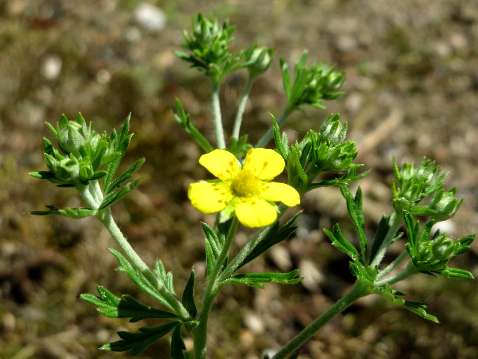 Silber-Fingerkraut (Potentilla argentea) in Hockenheim