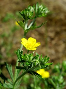 Silber-Fingerkraut (Potentilla argentea) in Hockenheim
