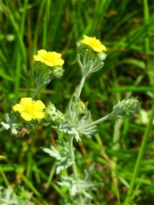 Silber-Fingerkraut (Potentilla argentea) beim Insultheimer Hof im Landschaftsschutzgebiet „Hockenheimer Rheinbogen“
