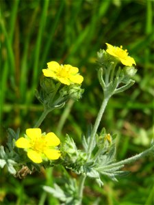 Silber-Fingerkraut (Potentilla argentea) beim Insultheimer Hof im Landschaftsschutzgebiet „Hockenheimer Rheinbogen“
