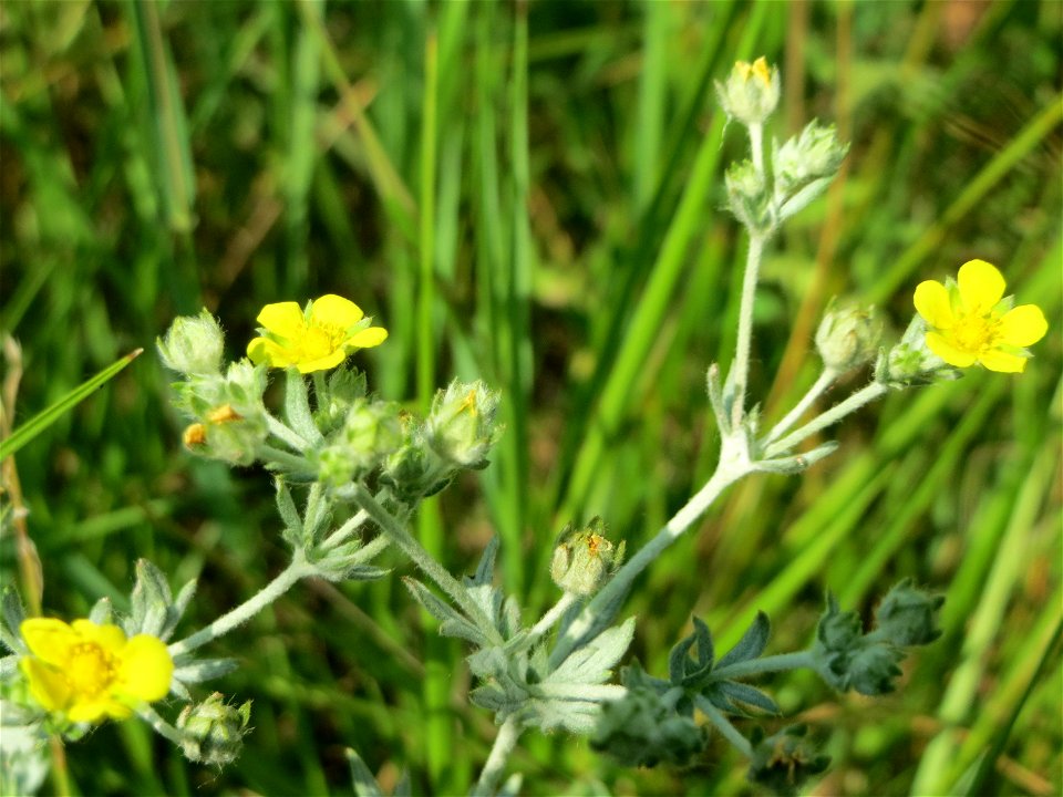 Silber-Fingerkraut (Potentilla argentea) beim Insultheimer Hof im Landschaftsschutzgebiet „Hockenheimer Rheinbogen“