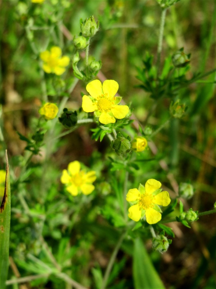 Silber-Fingerkraut (Potentilla argentea) am Stadtrand von Hockenheim