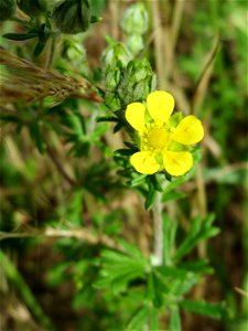 Silber-Fingerkraut (Potentilla argentea) auf einer Wiese zum Schutz der Haubenlerche am Stadtrand von Hockenheim