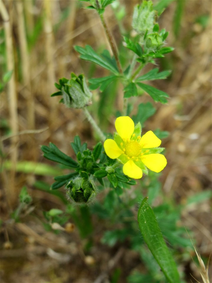 Silber-Fingerkraut (Potentilla argentea) auf einer Wiese zum Schutz der Haubenlerche am Stadtrand von Hockenheim