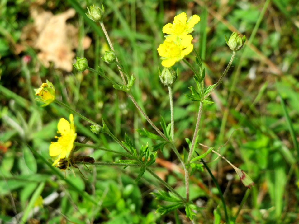 Silber-Fingerkraut (Potentilla argentea) in der Schwetzinger Hardt - an der Bahnstrecke Mannheim-Karlsruhe findet sich ein kleines Sandmagerrasen-Biotop mit typischer Binnendünen-Vegetation