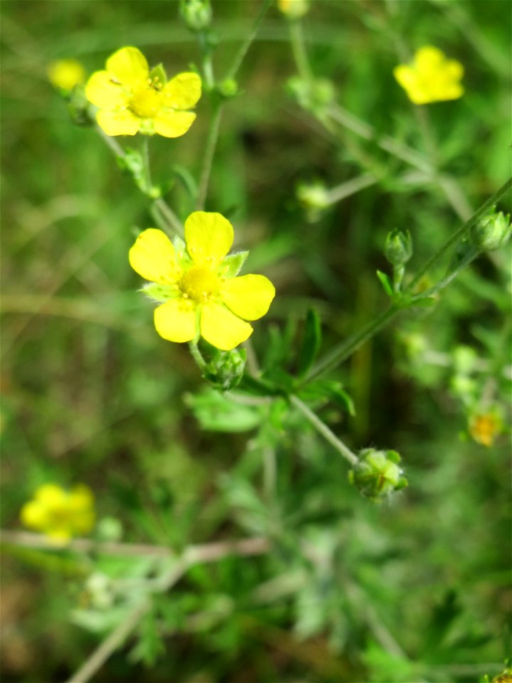 Silber-Fingerkraut (Potentilla argentea) in der Schwetzinger Hardt - an der Bahnstrecke Mannheim-Karlsruhe findet sich ein kleines Sandmagerrasen-Biotop mit typischer Binnendünen-Vegetation