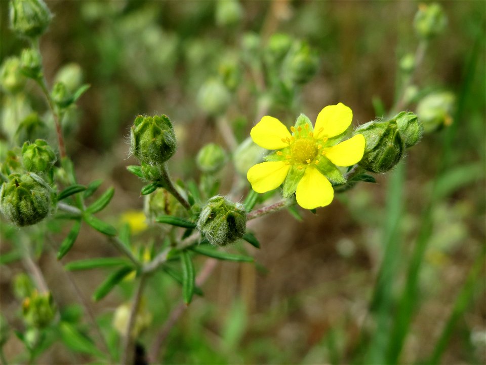 Silber-Fingerkraut (Potentilla argentea) auf einer Brachfläche zum Schutz der Haubenlerche beim Dänischen Lager bei Hockenheim