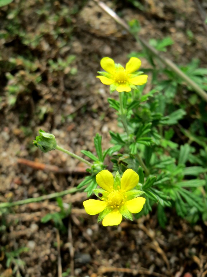 Silber-Fingerkraut (Potentilla argentea) auf einer halboffenen Sand-Brachfläche bei Hockenheim