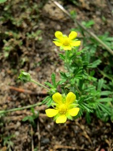 Silber-Fingerkraut (Potentilla argentea) auf einer halboffenen Sand-Brachfläche bei Hockenheim