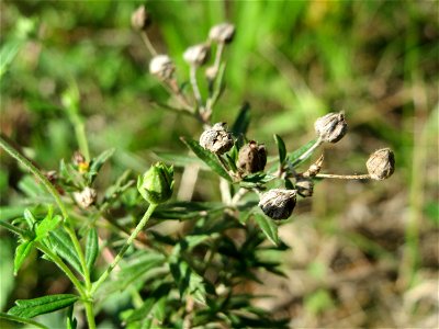 Silber-Fingerkraut (Potentilla argentea) auf einer Streuobstwiese in Hockenheim