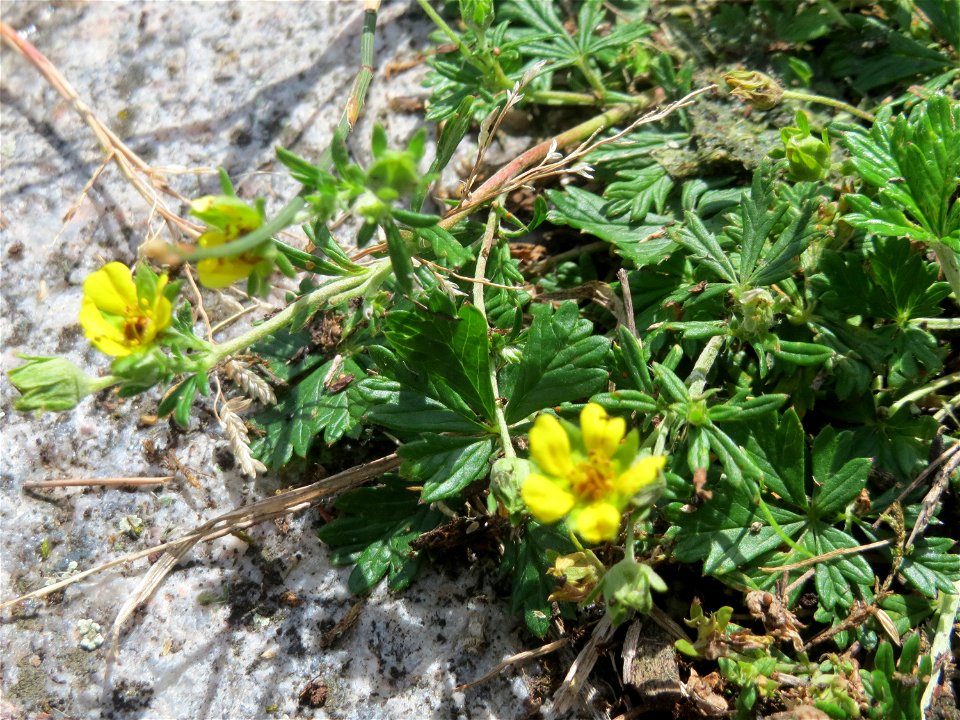Silber-Fingerkraut (Potentilla argentea) im Bürgerpark Saarbrücken