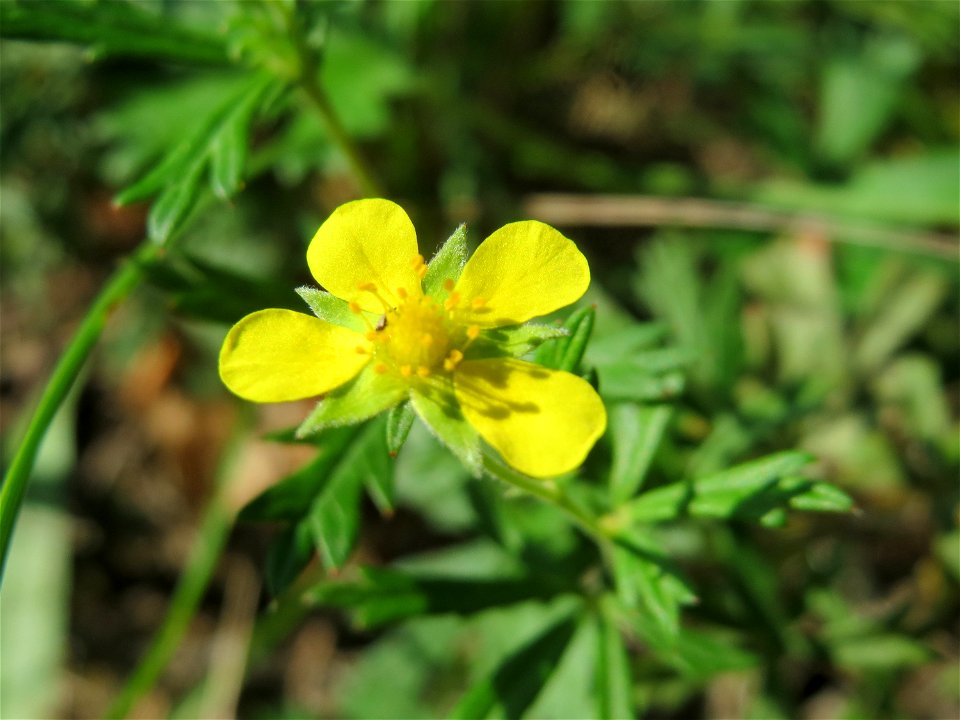 Silber-Fingerkraut (Potentilla argentea) auf einer Streuobstwiese in Hockenheim