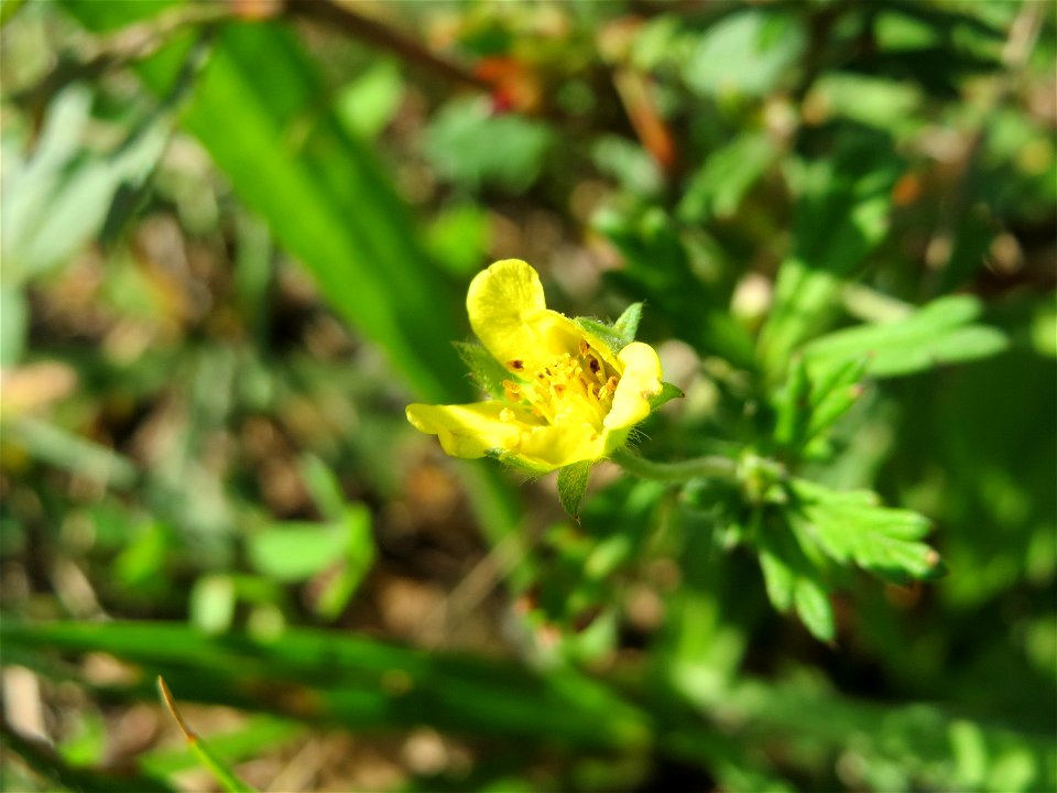 Silber-Fingerkraut (Potentilla argentea) auf einer Streuobstwiese in Hockenheim