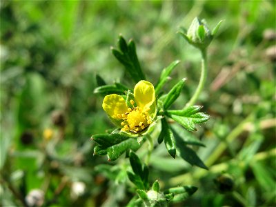 Silber-Fingerkraut (Potentilla argentea) auf einer Streuobstwiese in Hockenheim