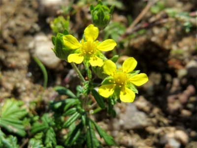Silber-Fingerkraut (Potentilla argentea) auf einer Parkplatzwiese in Hockenheim