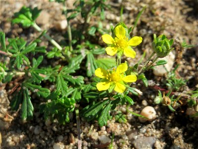 Silber-Fingerkraut (Potentilla argentea) auf einer Parkplatzwiese in Hockenheim