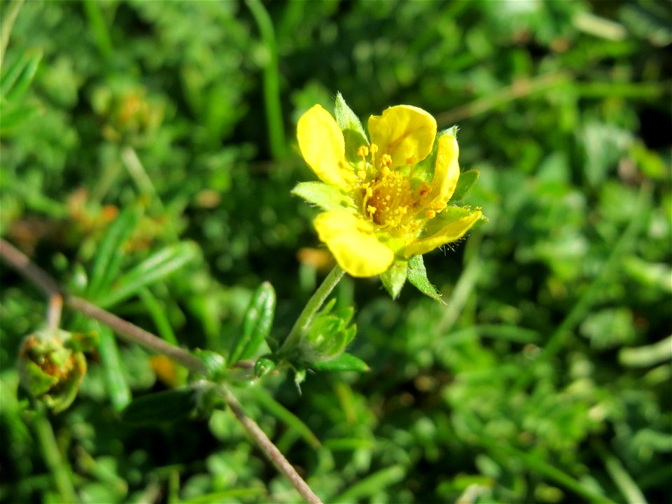Silber-Fingerkraut (Potentilla argentea) auf einer Parkplatz-Wiese in Hockenheim
