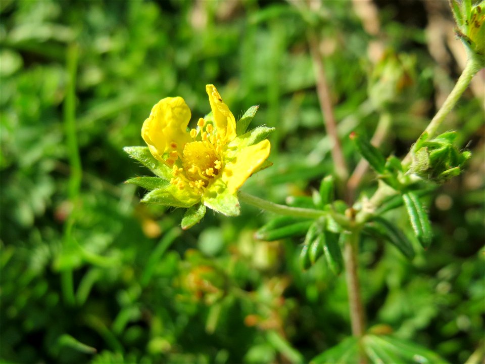 Silber-Fingerkraut (Potentilla argentea) auf einer Parkplatz-Wiese in Hockenheim