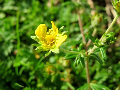 Silber-Fingerkraut (Potentilla argentea) auf einer Parkplatz-Wiese in Hockenheim