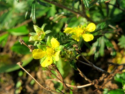 Silber-Fingerkraut (Potentilla argentea) am Hochwasserrückhaltebecken im Naturschutzgebiet „Bachwiesen/Leopoldswiesen“ im Hockenheimer Rheinbogen
