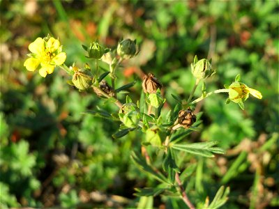 Silber-Fingerkraut (Potentilla argentea) am Hochwasserrückhaltebecken im Naturschutzgebiet „Bachwiesen/Leopoldswiesen“ im Hockenheimer Rheinbogen