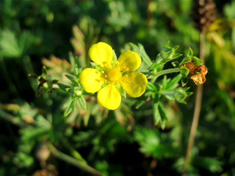 Silber-Fingerkraut (Potentilla argentea) am Hochwasserrückhaltebecken im Naturschutzgebiet „Bachwiesen/Leopoldswiesen“ im Hockenheimer Rheinbogen