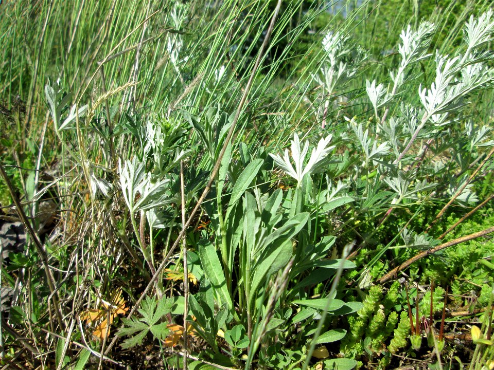 Silber-Fingerkraut (Potentilla argentea) bei Reilingen - auch vor der Blüte leicht an der silbrigen Blattunterseite zu erkennen