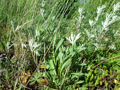 Silber-Fingerkraut (Potentilla argentea) bei Reilingen - auch vor der Blüte leicht an der silbrigen Blattunterseite zu erkennen
