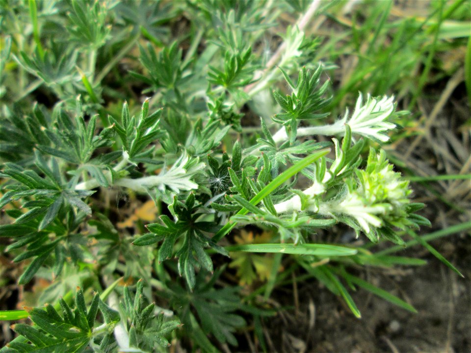 Silber-Fingerkraut (Potentilla argentea) im Naturschutzgebiet „Bachwiesen/Leopoldswiesen“ im Hockenheimer Rheinbogen -  noch vor der Blüte aber deutlich an den unterseitig silbrigen Blättern zu erkenn