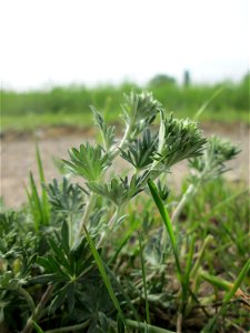 Silber-Fingerkraut (Potentilla argentea) im Naturschutzgebiet „Bachwiesen/Leopoldswiesen“ im Hockenheimer Rheinbogen -  noch vor der Blüte aber deutlich an den unterseitig silbrigen Blättern zu erkenn