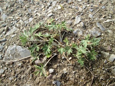 Silber-Fingerkraut (Potentilla argentea) im Naturschutzgebiet „Bachwiesen/Leopoldswiesen“ im Hockenheimer Rheinbogen -  noch vor der Blüte aber deutlich an den unterseitig silbrigen Blättern zu erkenn