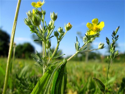 Silber-Fingerkraut (Potentilla argentea) auf einer Streuobstwiese in Hockenheim