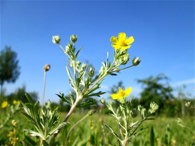 Silber-Fingerkraut (Potentilla argentea) auf einer Streuobstwiese in Hockenheim