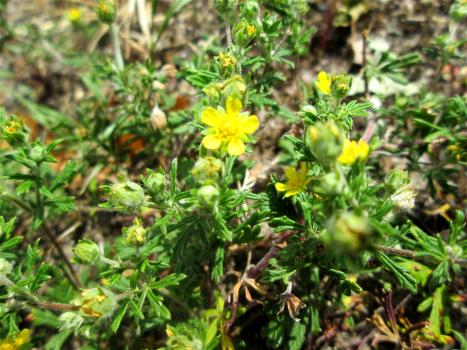 Silber-Fingerkraut (Potentilla argentea) am Straßenrand in Hockenheim