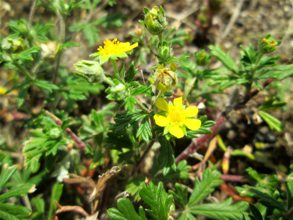 Silber-Fingerkraut (Potentilla argentea) am Straßenrand in Hockenheim
