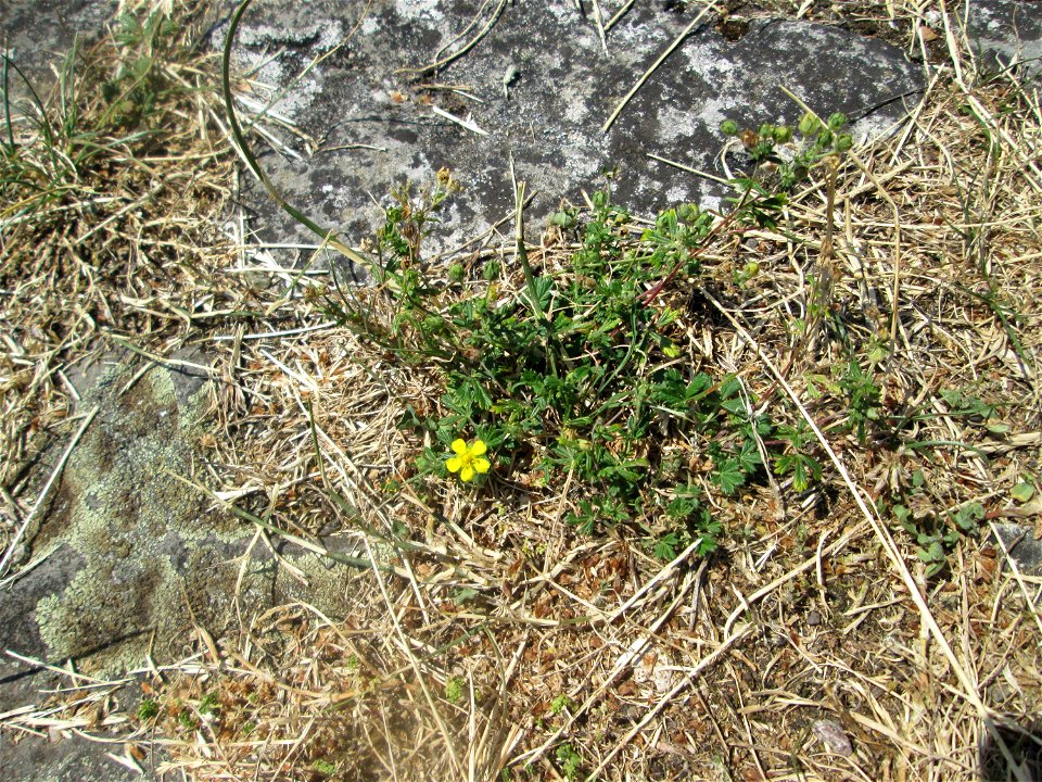 Silber-Fingerkraut (Potentilla argentea) im Bürgerpark Saarbrücken