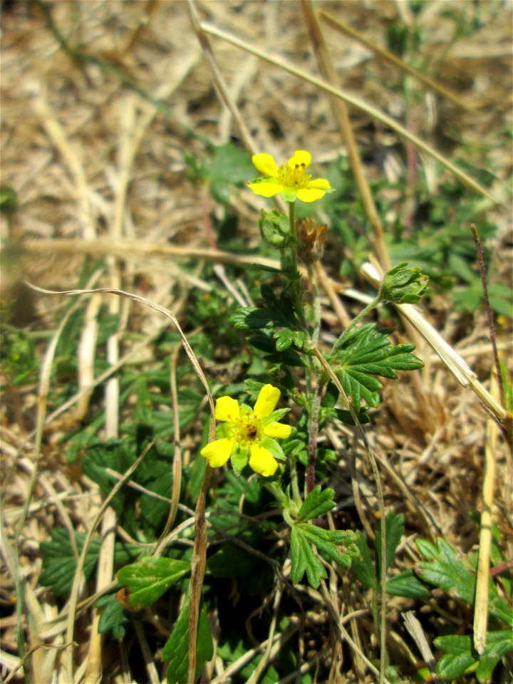 Silber-Fingerkraut (Potentilla argentea) im Bürgerpark Saarbrücken