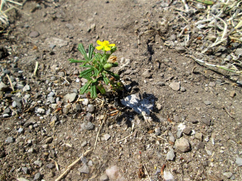 Silber-Fingerkraut (Potentilla argentea) im Bürgerpark Saarbrücken