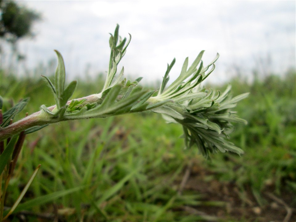 Silber-Fingerkraut (Potentilla argentea) in den Horststückern im Landschaftsschutzgebiet „Hockenheimer Rheinbogen“